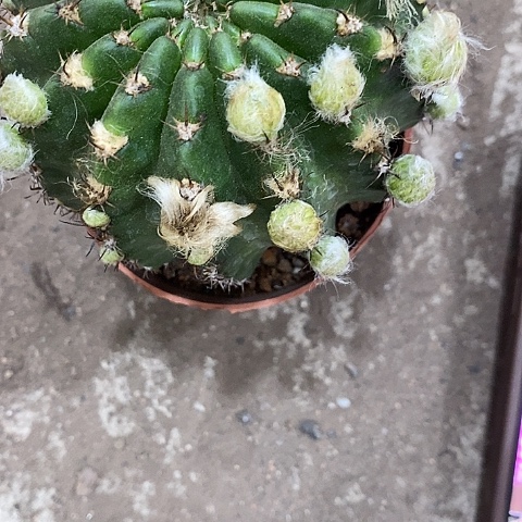 妖蝶丽花，5公分左右