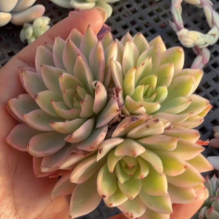 哈密瓜锦腹轮锦多肉锦