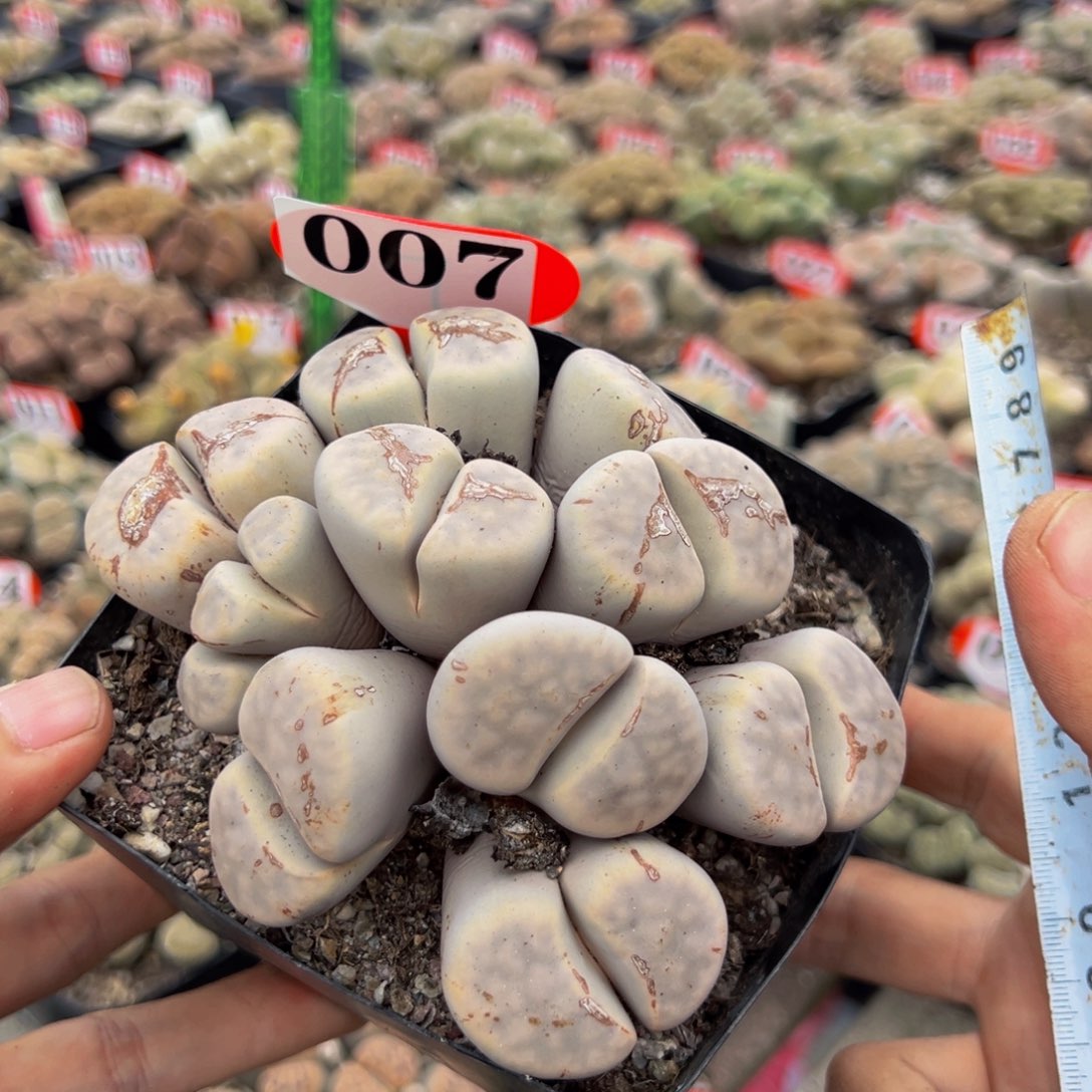 007大白美熏玉，生石花
