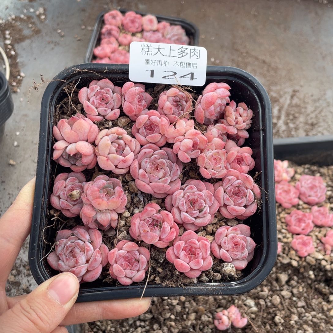 糕大上多肉植物124