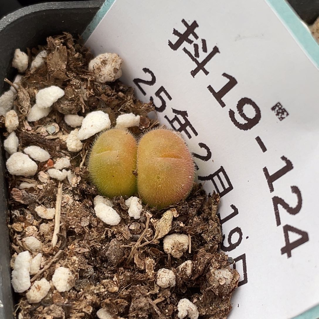 18-124毛翠滴多肉植物