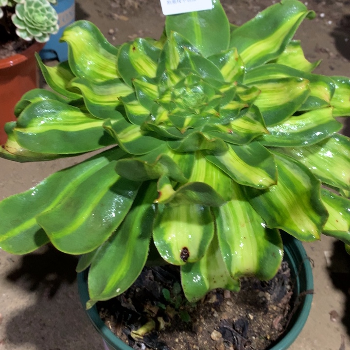 234暴君多肉植物特价