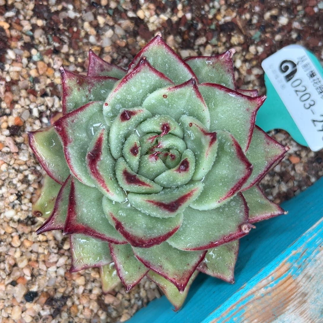 多肉一物一拍0203-290