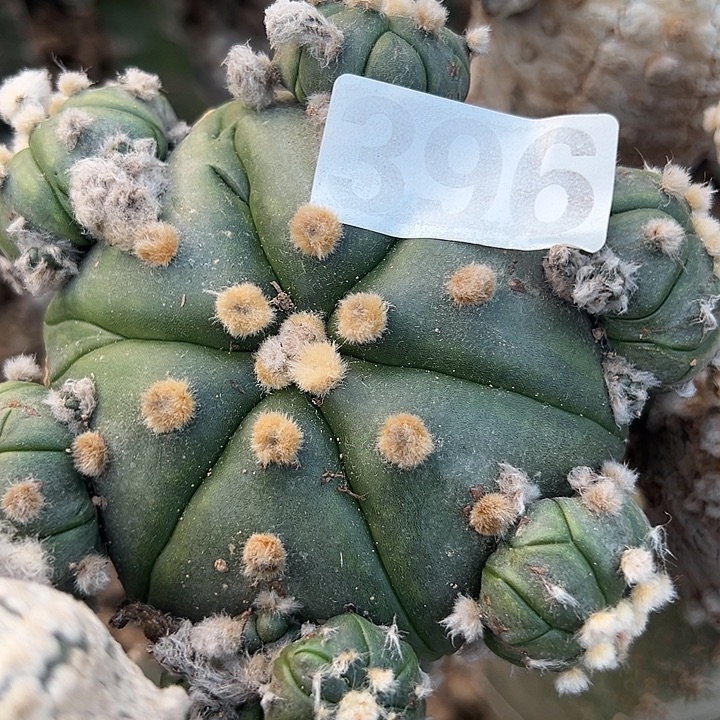 徳***天396号仙人球开花了