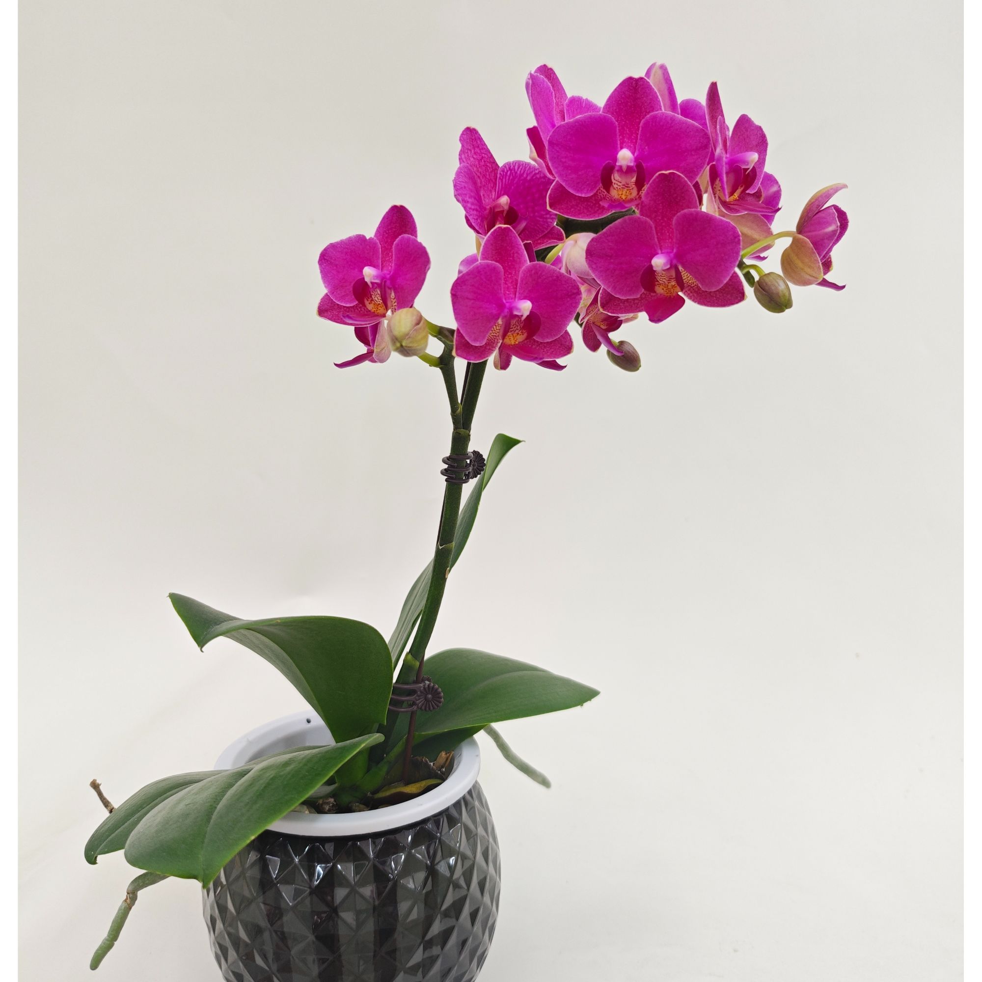 蝴蝶兰【满堂红】鲜花盆栽室内观赏花花佛山基地直发好养易活