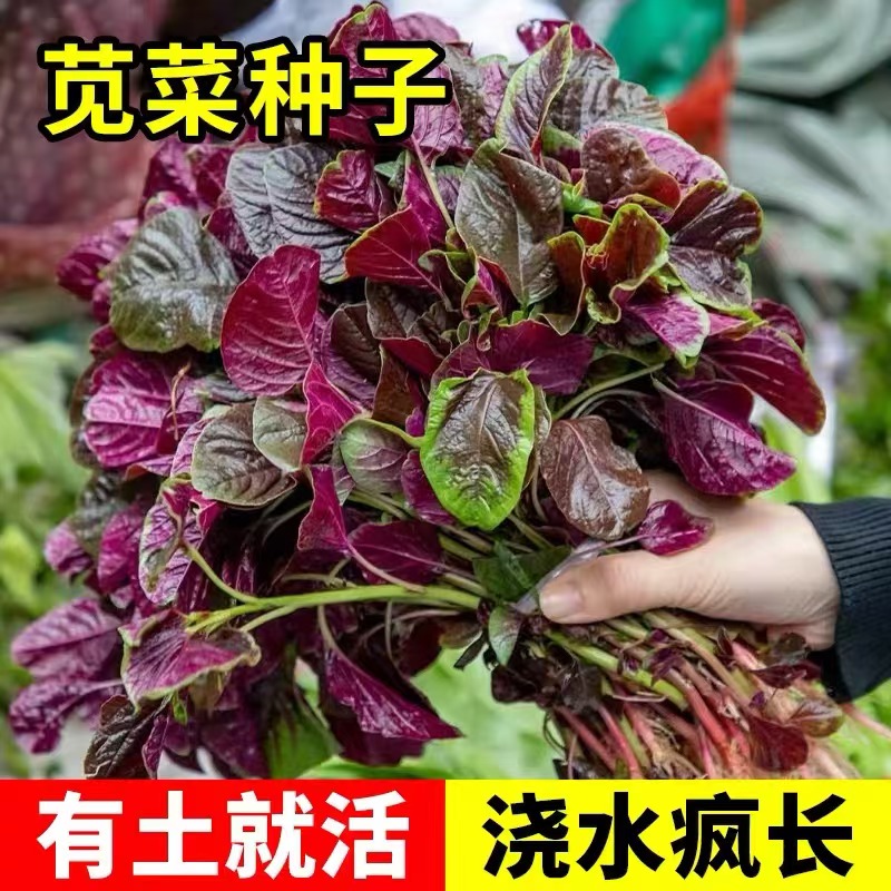 籽种一点红苋菜种子绿苋菜、冬寒菜籽种四季阳台盆栽农家蔬菜