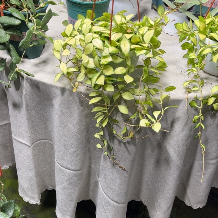 球兰直播间一物一拍