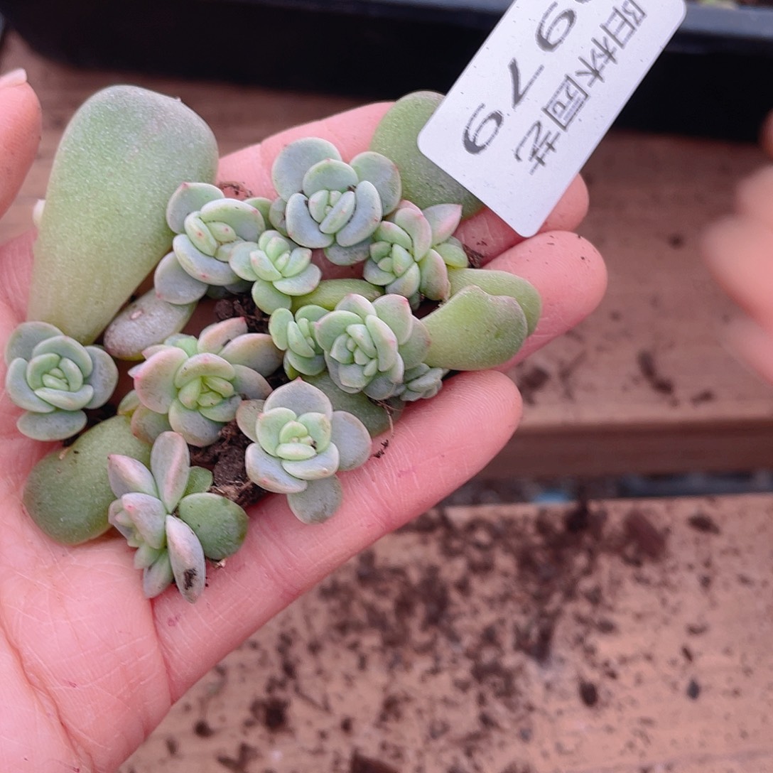 多肉植物多肉植物979