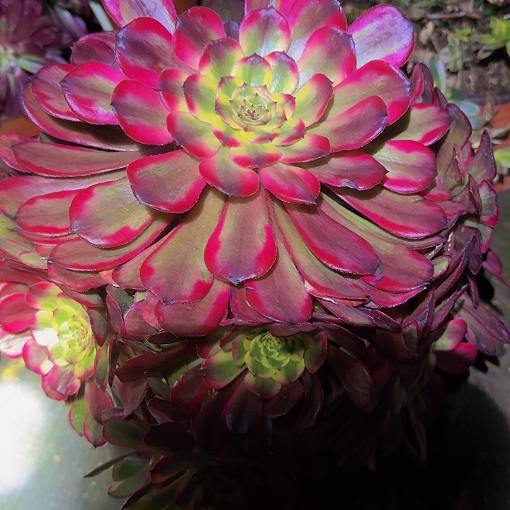 精品月婵老桩开播福利