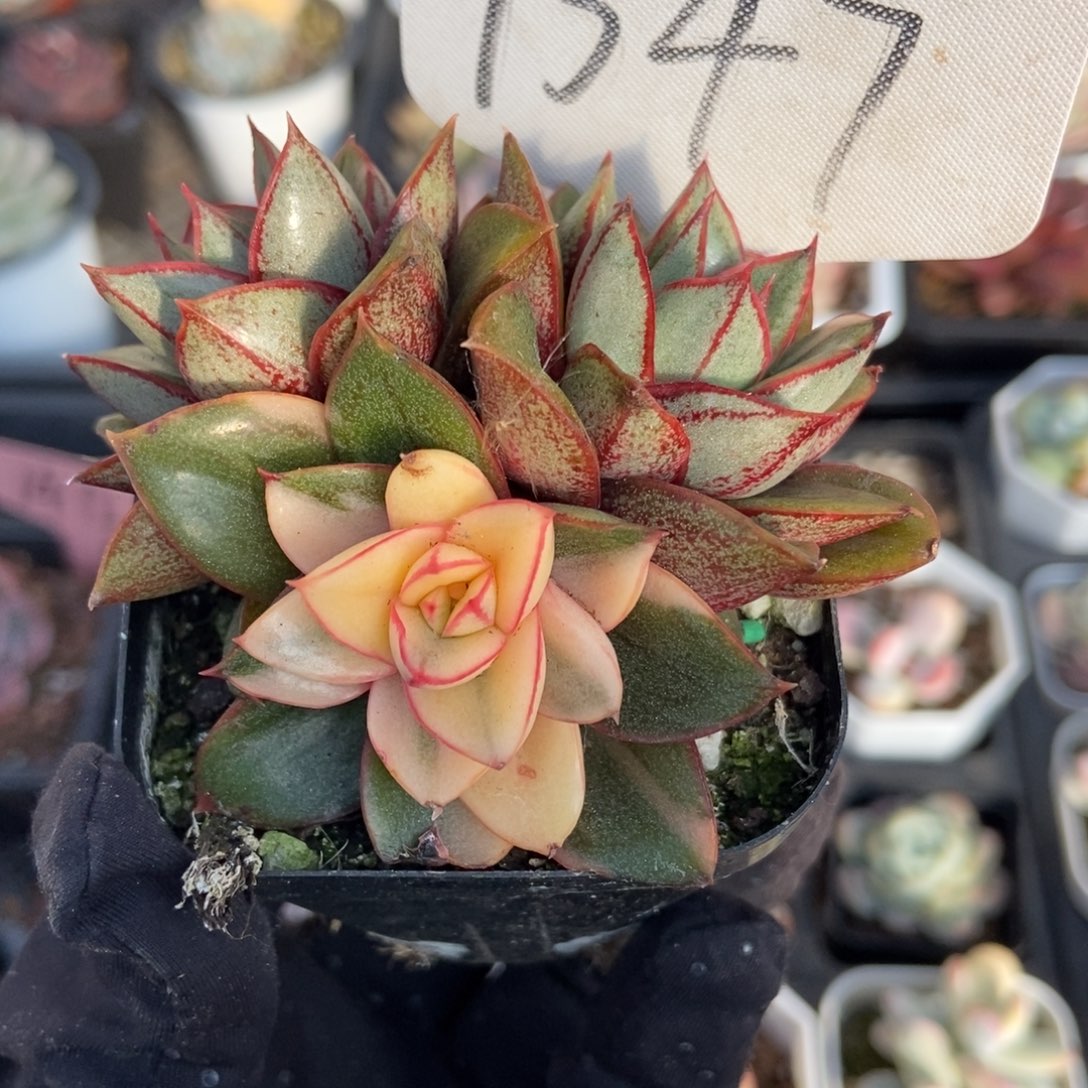 1347麒麟座锦多肉植物保护