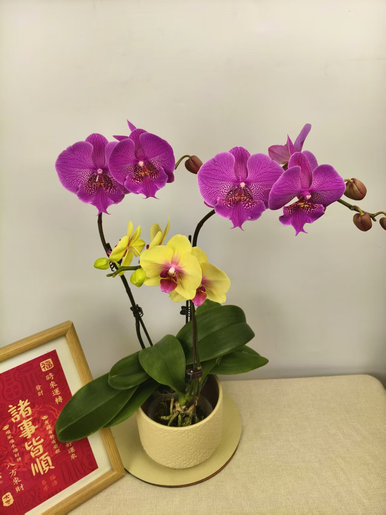 蝴蝶兰【大红鹰+菠萝】花苗盆栽带花剑花苞客厅室内四季好养观赏