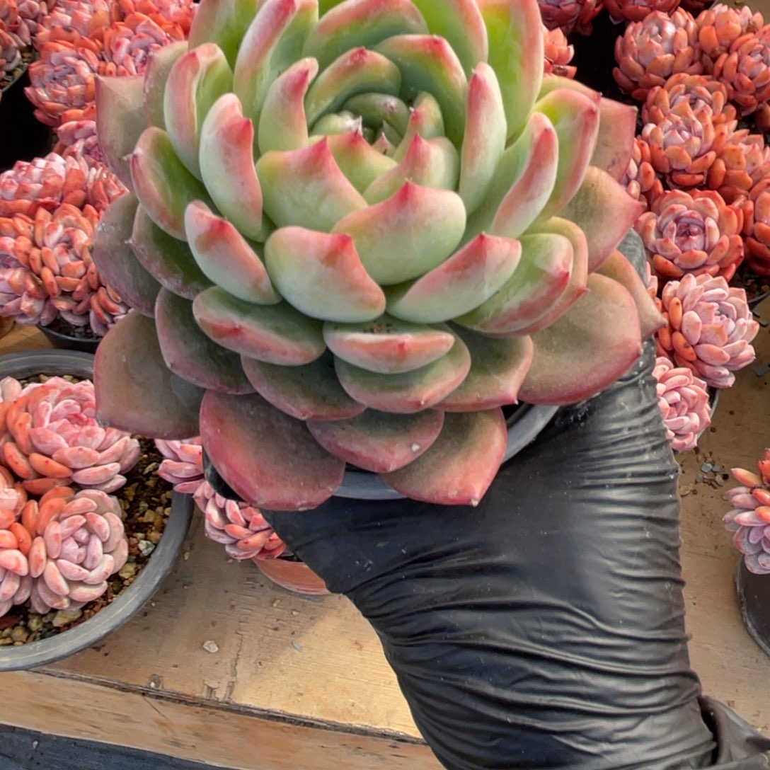 韩版红鸾2颗一起一颗