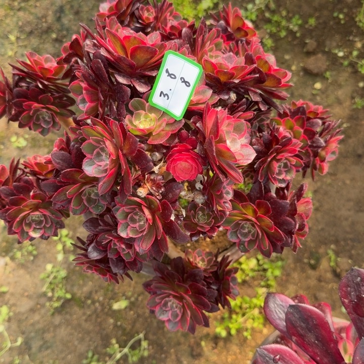 粉花夭有砍多肉8