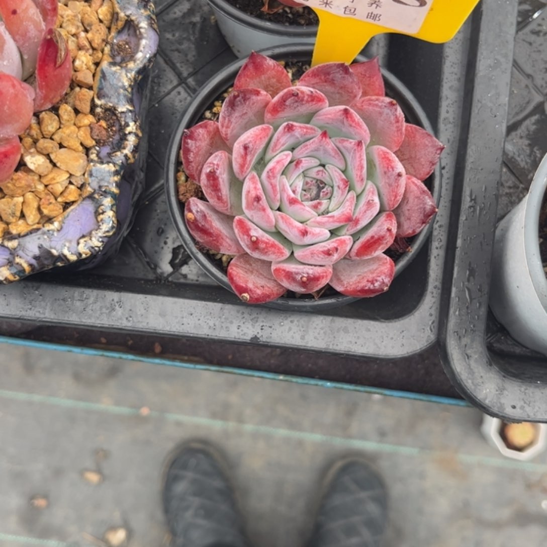 美****包多肉植物1111111