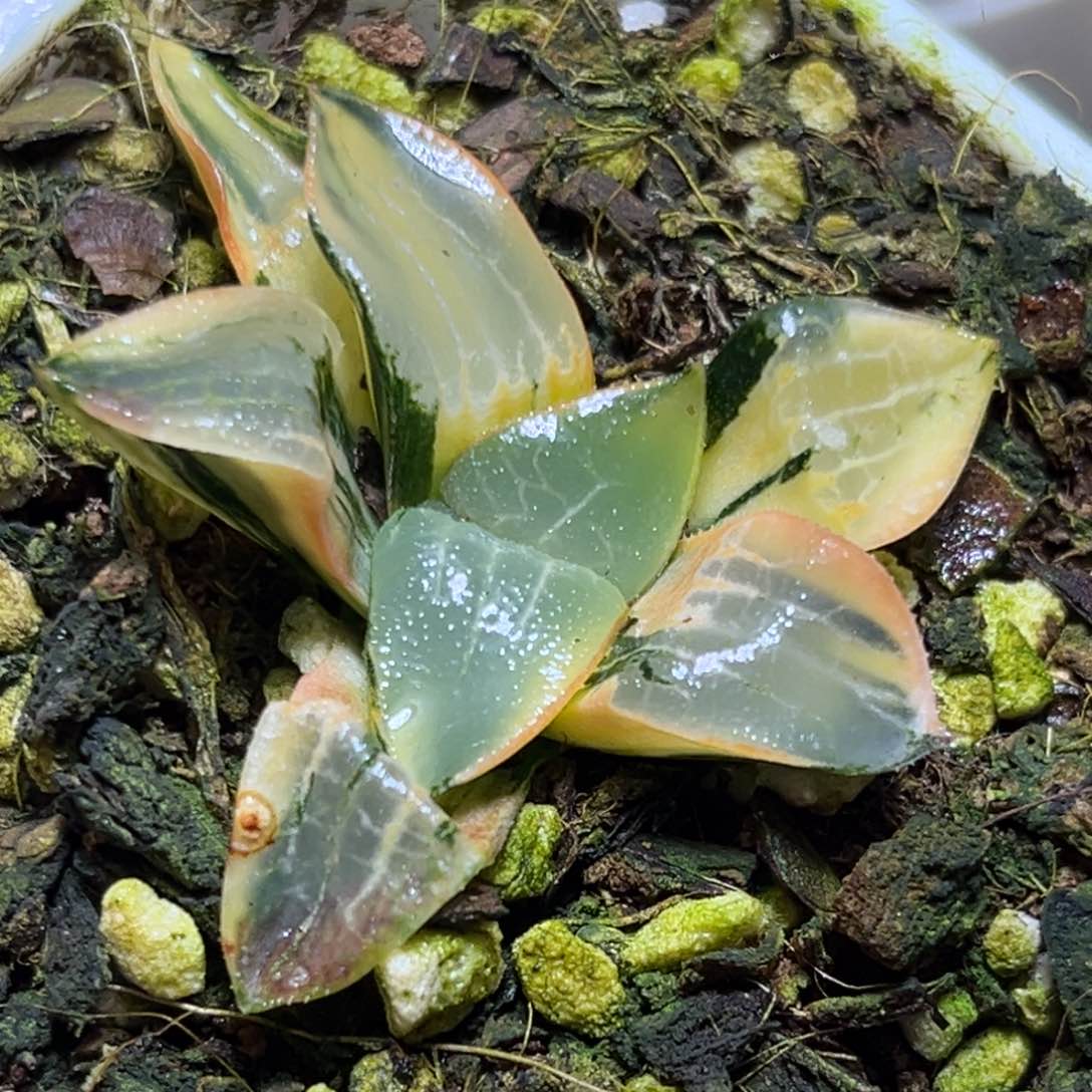 恭喜发财大吉大利514