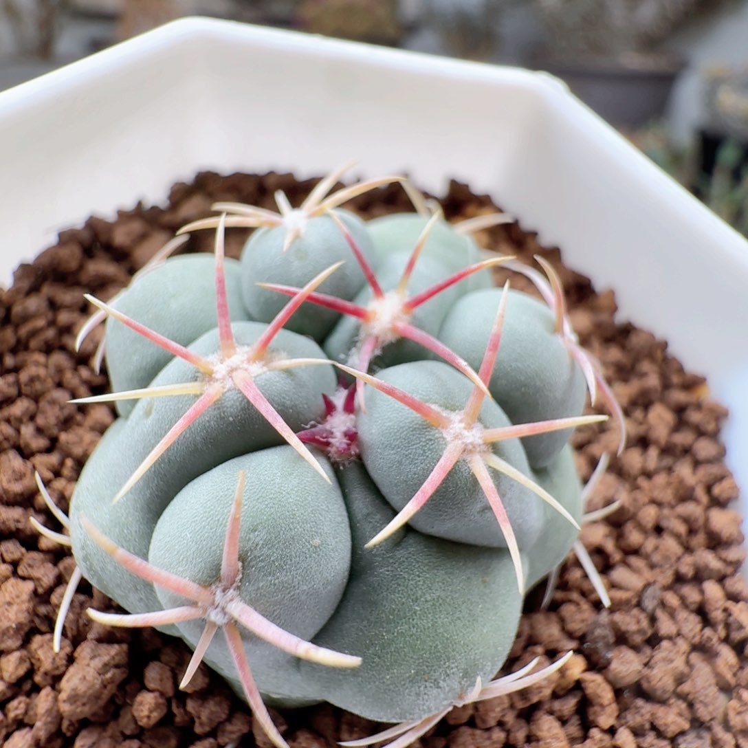 139实生白肌天晃丸