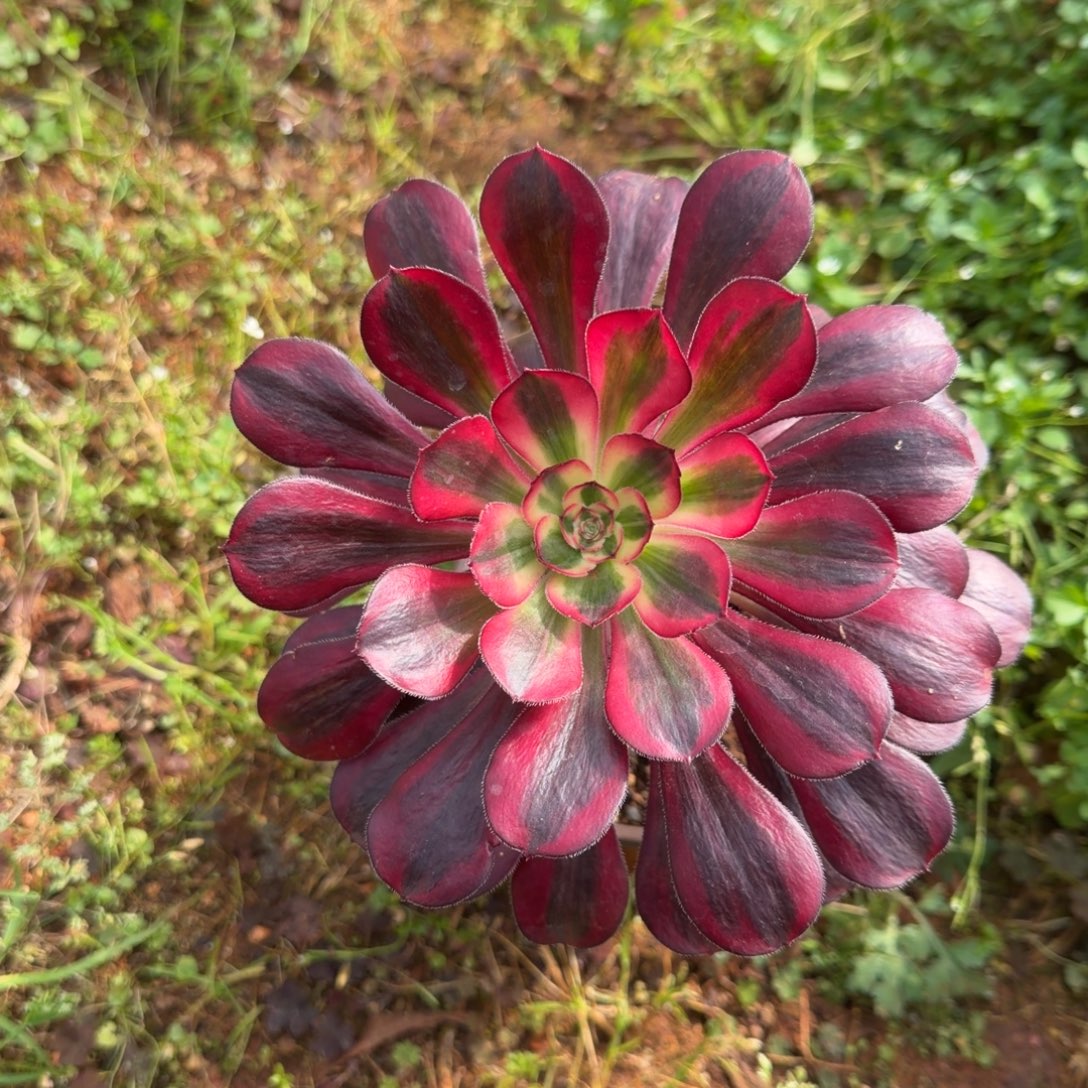 香奈儿多肉植物法师