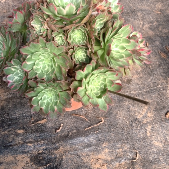 咦***呀多肉植物162多肉