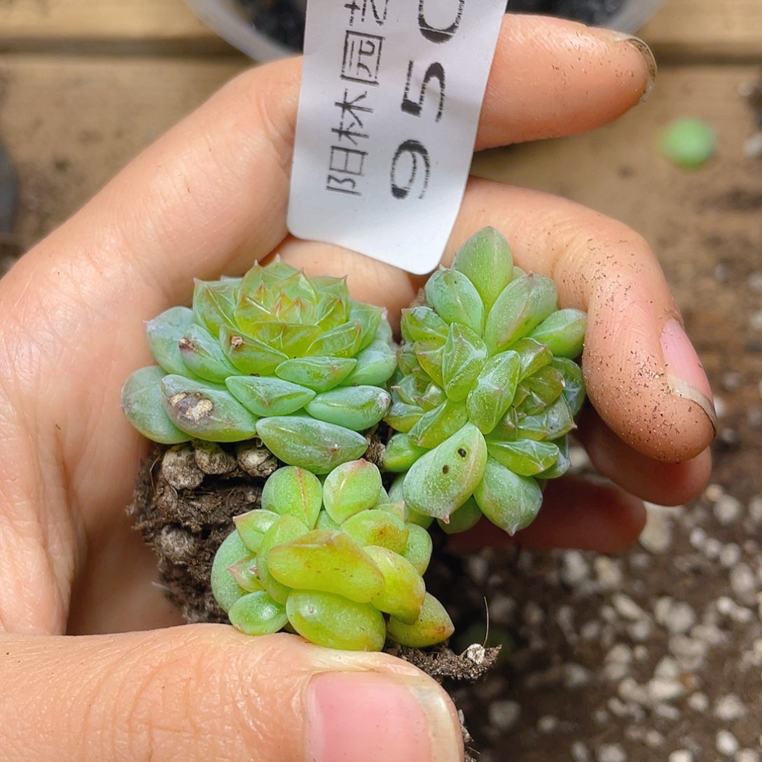 多肉植物多肉植物950