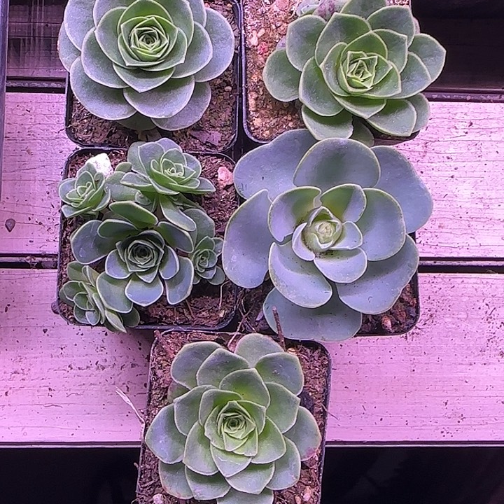 一***红山地玫瑰一物一拍，带盆发5颗