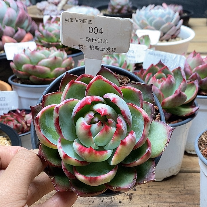 惊鸿仙子一物一拍004