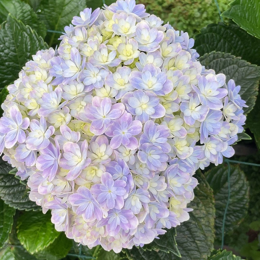 绣球切花一物一拍3枝起包邮，161