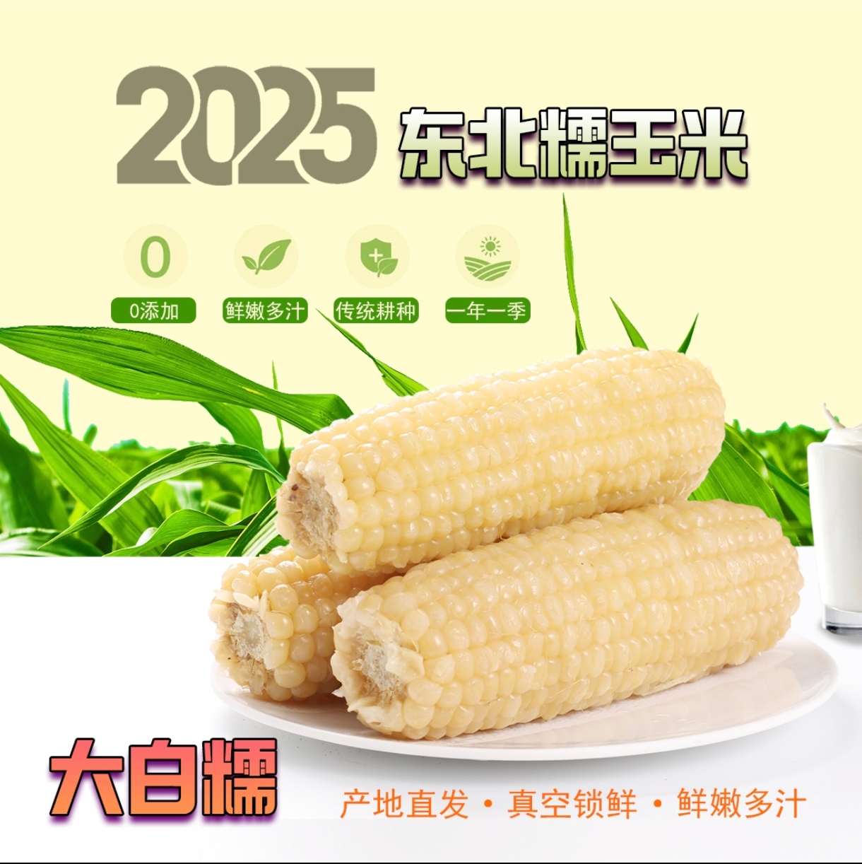 试吃4支25年头茬东北白糯玉米  真空包装整箱12支 F
