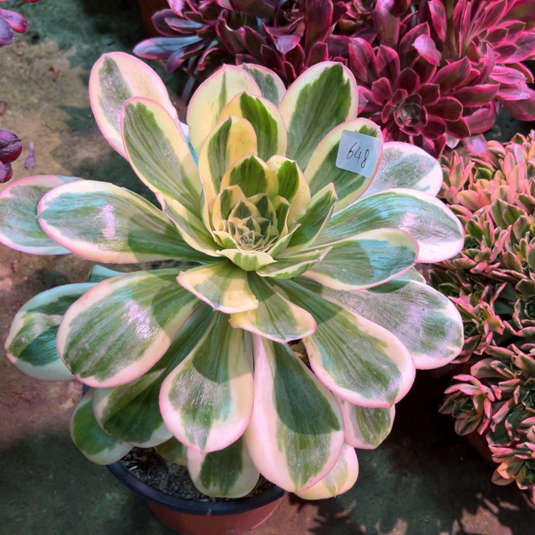 多肉植物燕姿648