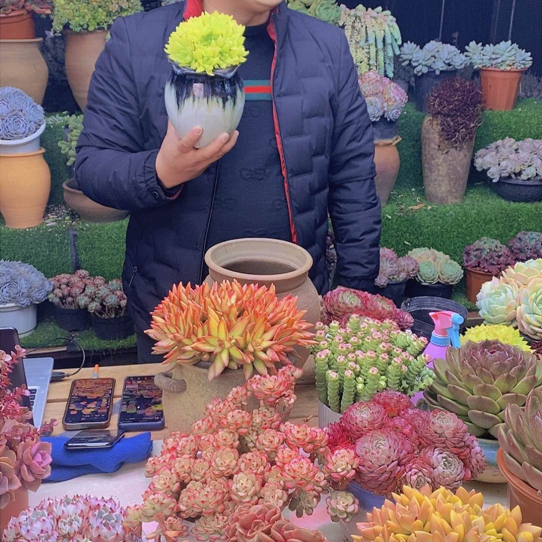 黄金大玉露带盆土