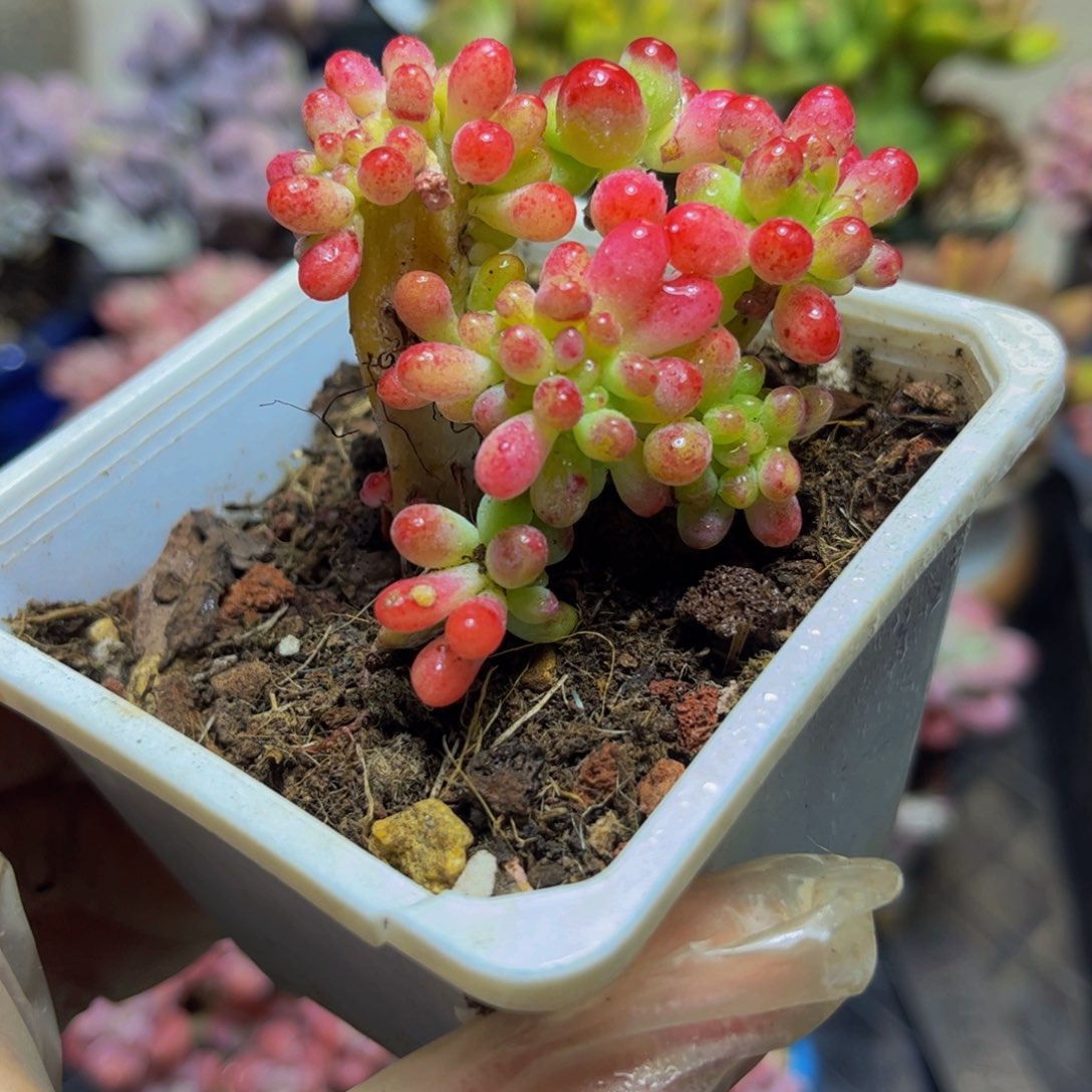 413乙女心缀6厘米多肉