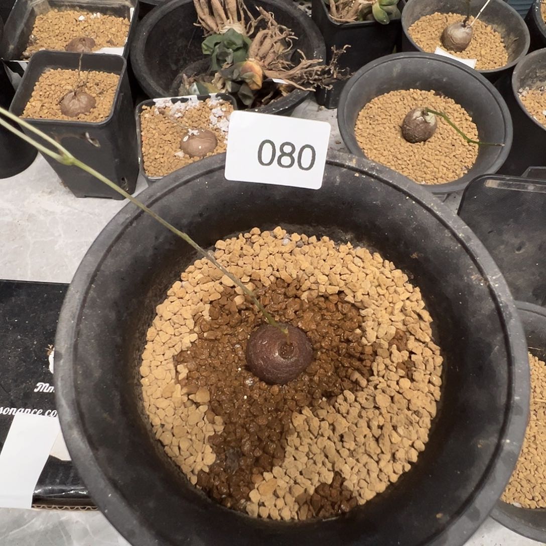 多肉植物专拍植物不退换 一物一拍 080