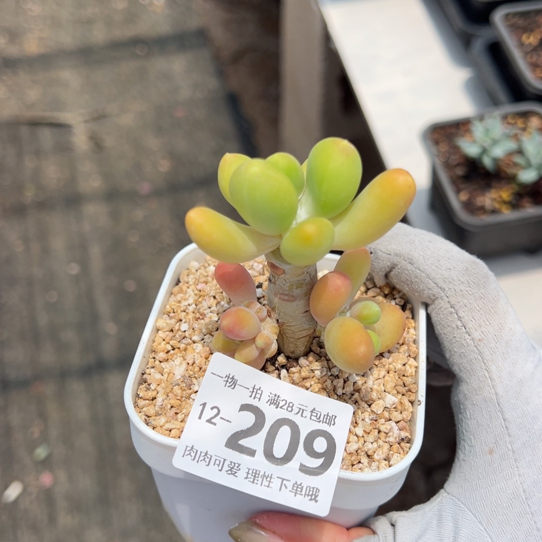 金蟾，多肉多肉多肉多肉