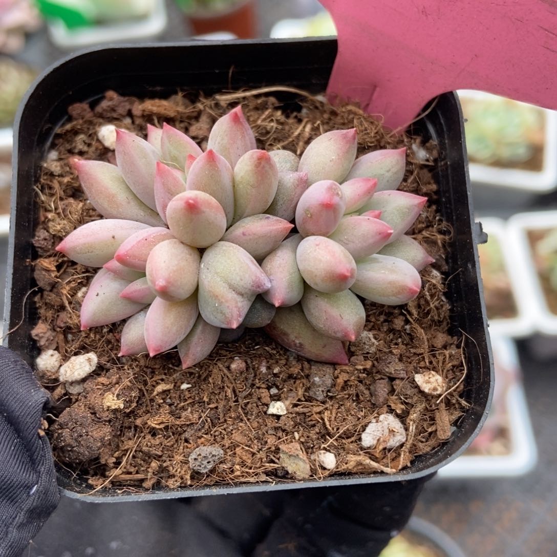 763余美人多肉植物