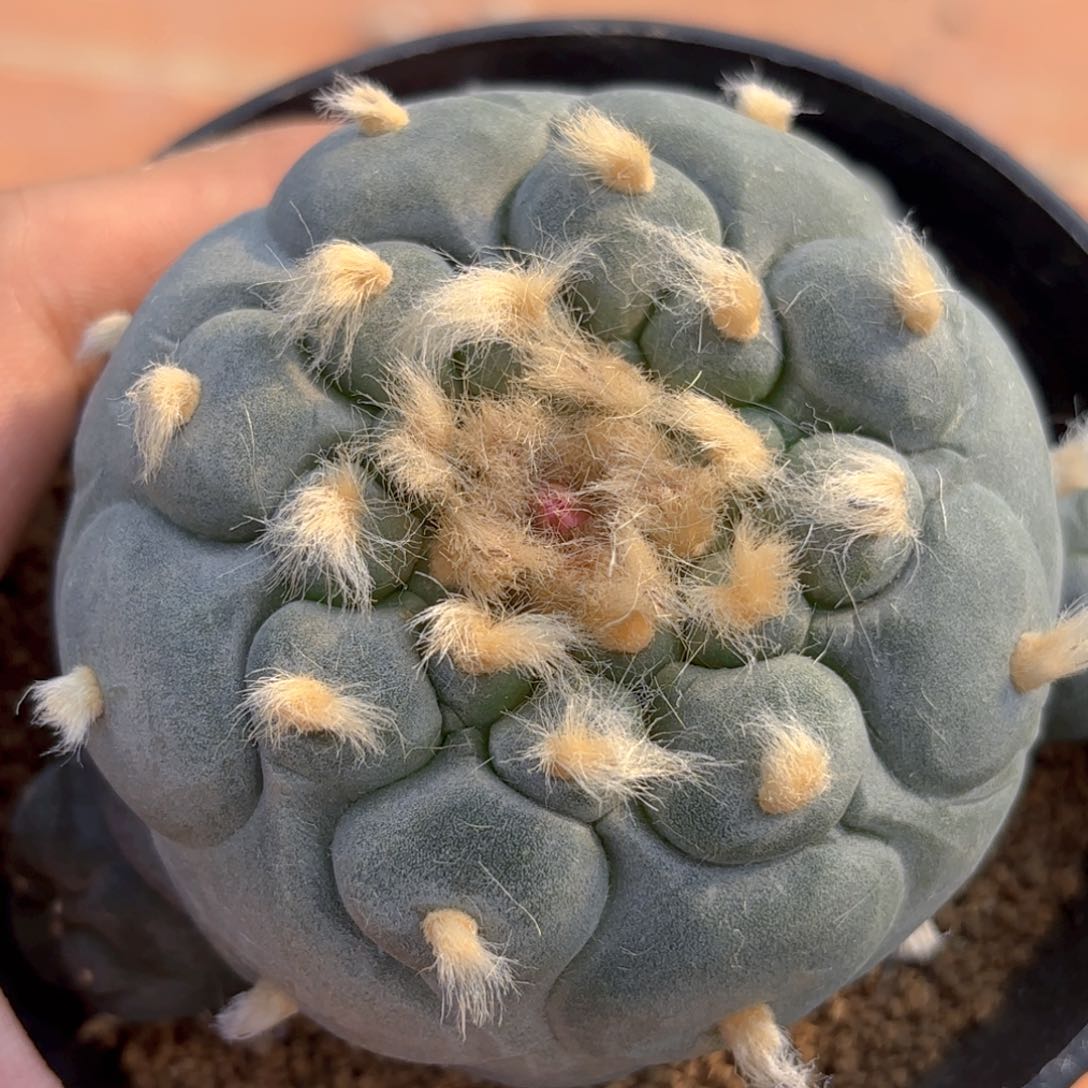 鼓尤佛头G g g g g g 828