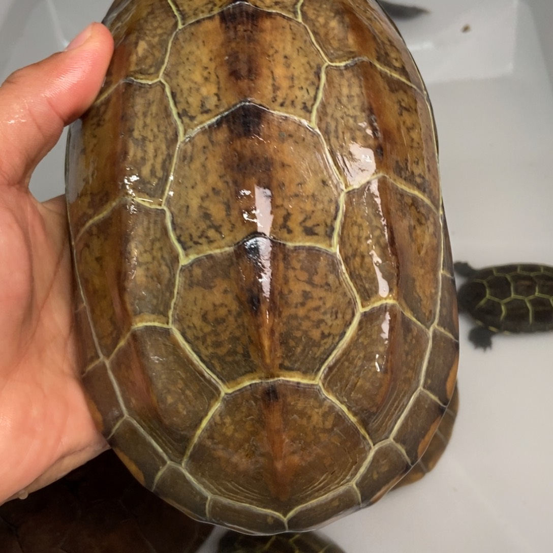 中华草龟不分公母