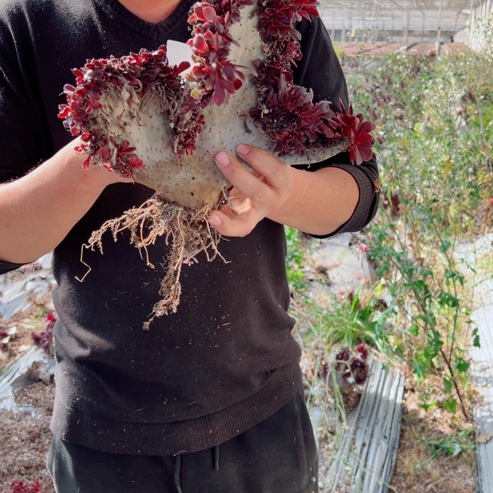 丽娜醉话14号多肉法师