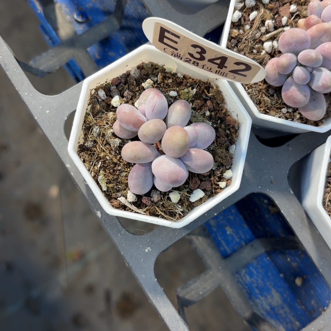 E342奶酪一物语拍