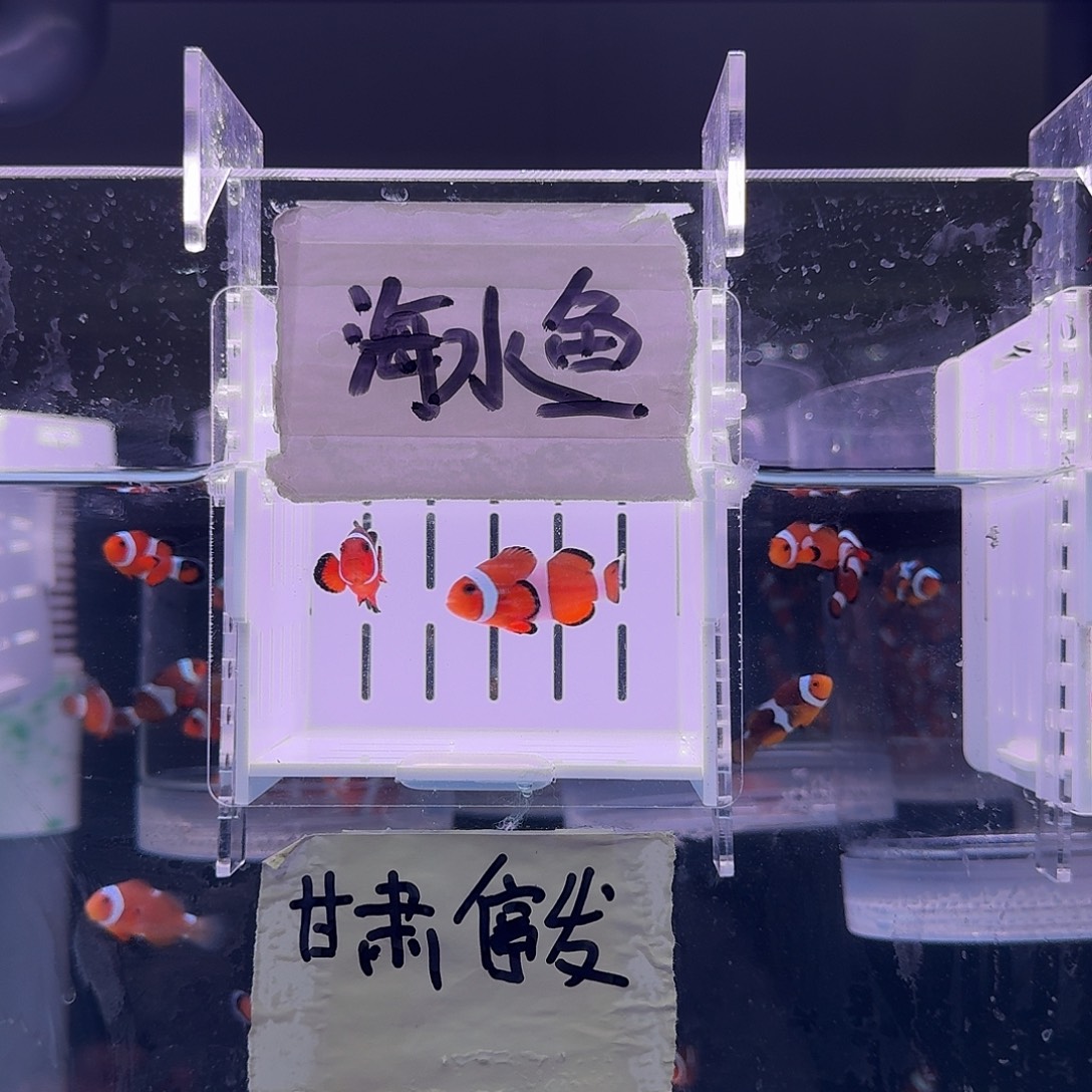 海水鱼4+精品黑边公子一对