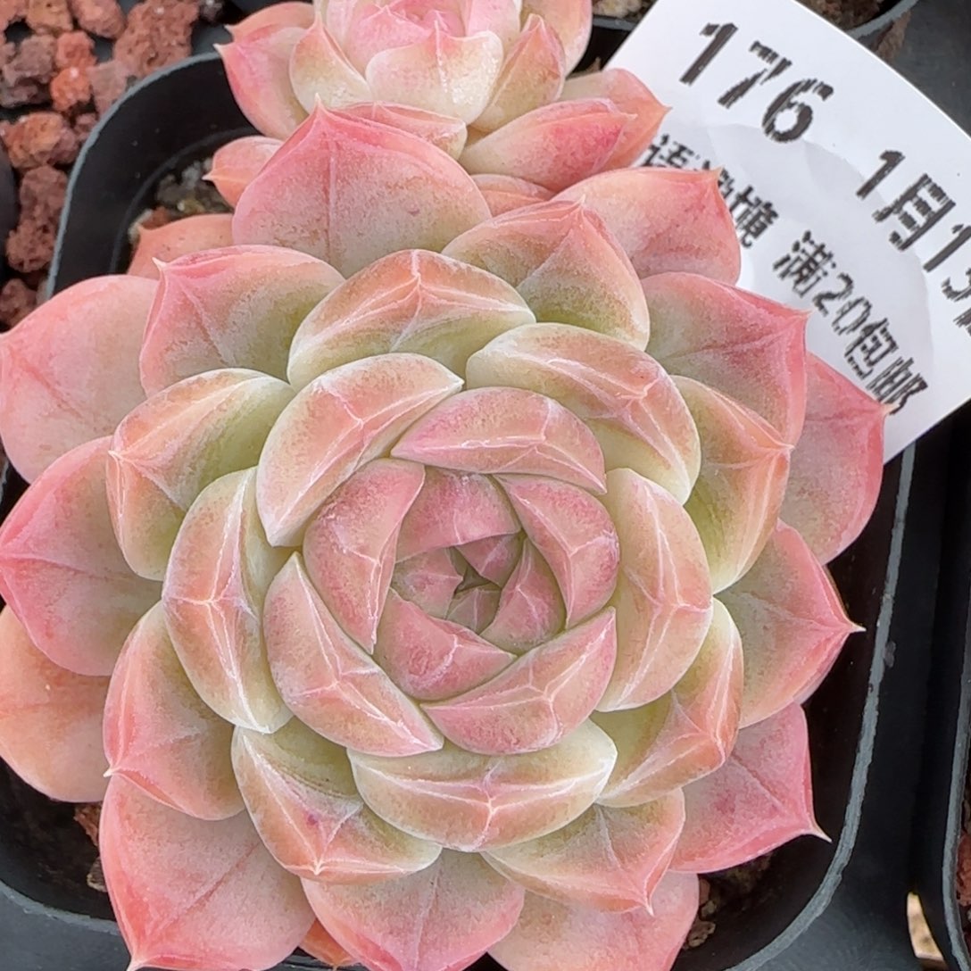 花语逸镜0113-176