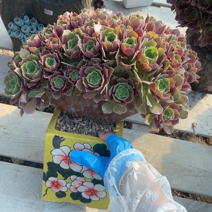 多肉葡萄等经济果品种植户提供技术