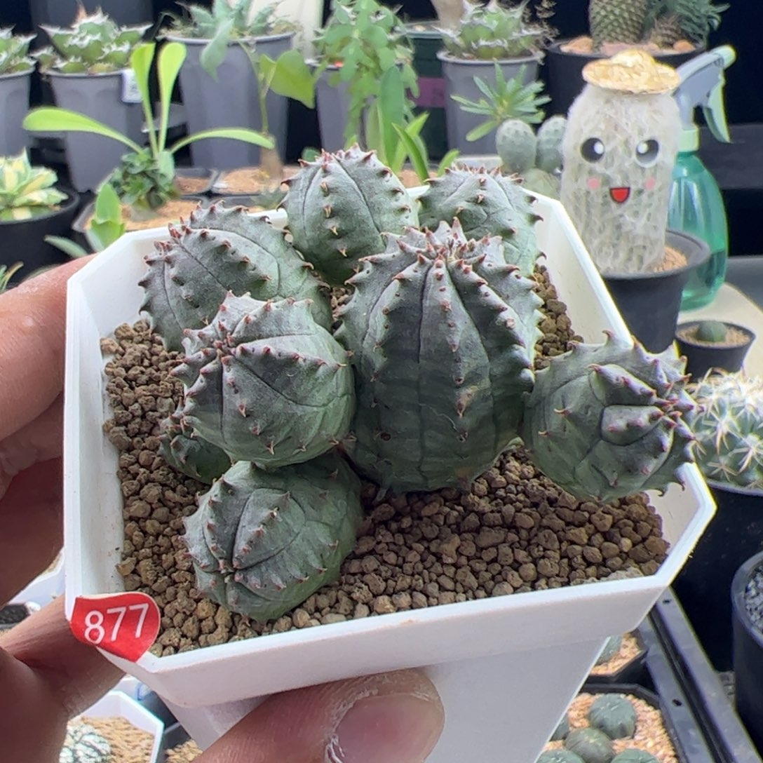 子吹布纹球群一物一拍脱土发