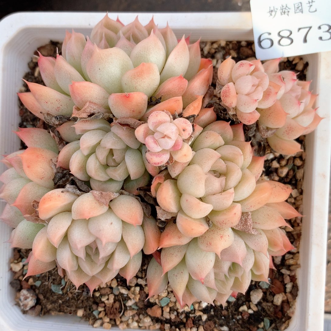 6873不包整散掉头不售后