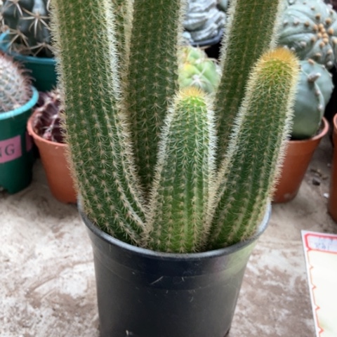 金女仙人球25米仙人球