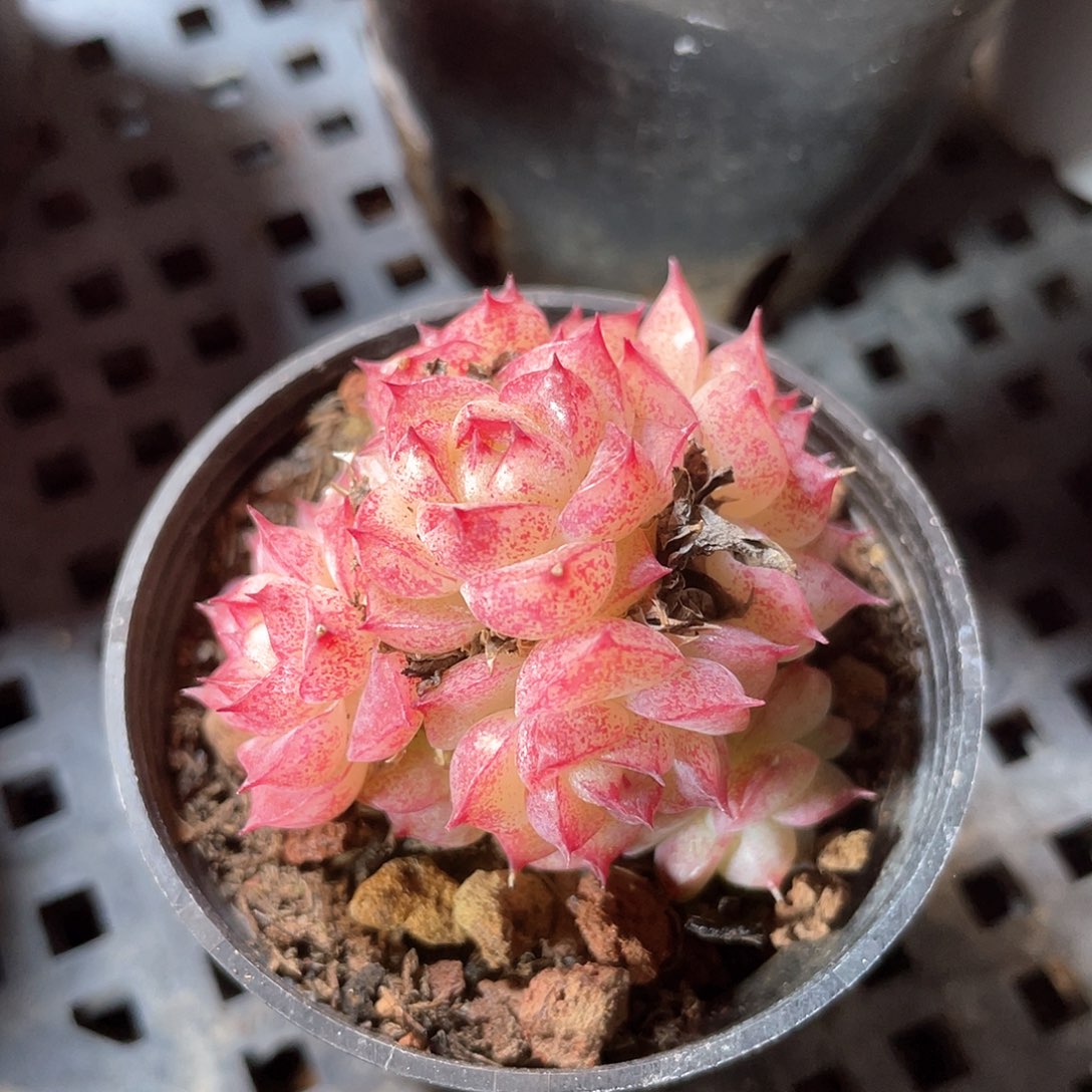 优选麦秆福利9455