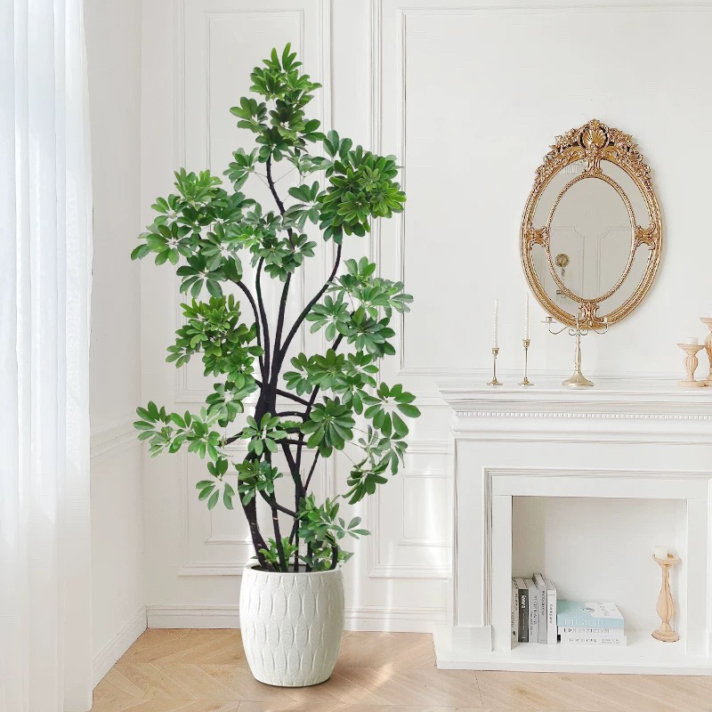 鸭脚木七叶莲八方来财客厅大型盆栽室内绿植好养带白盆