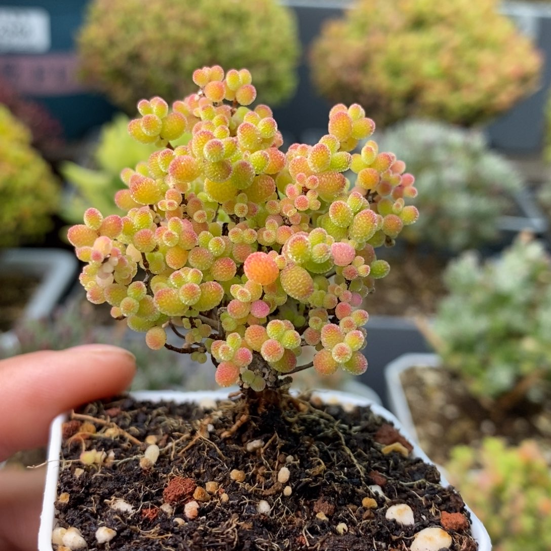 2386蜜橘糖球 。      