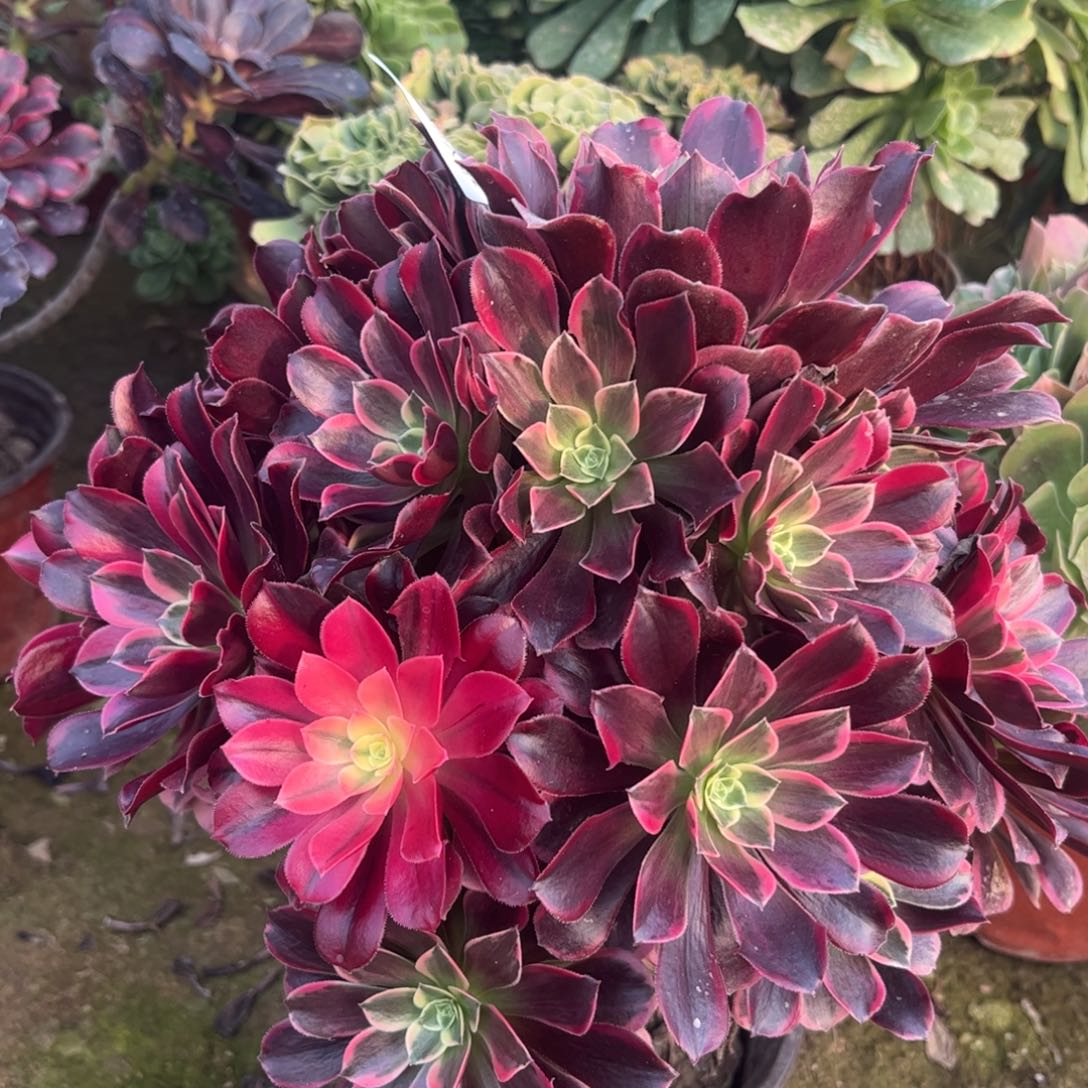 109金丝雀多肉植物法师