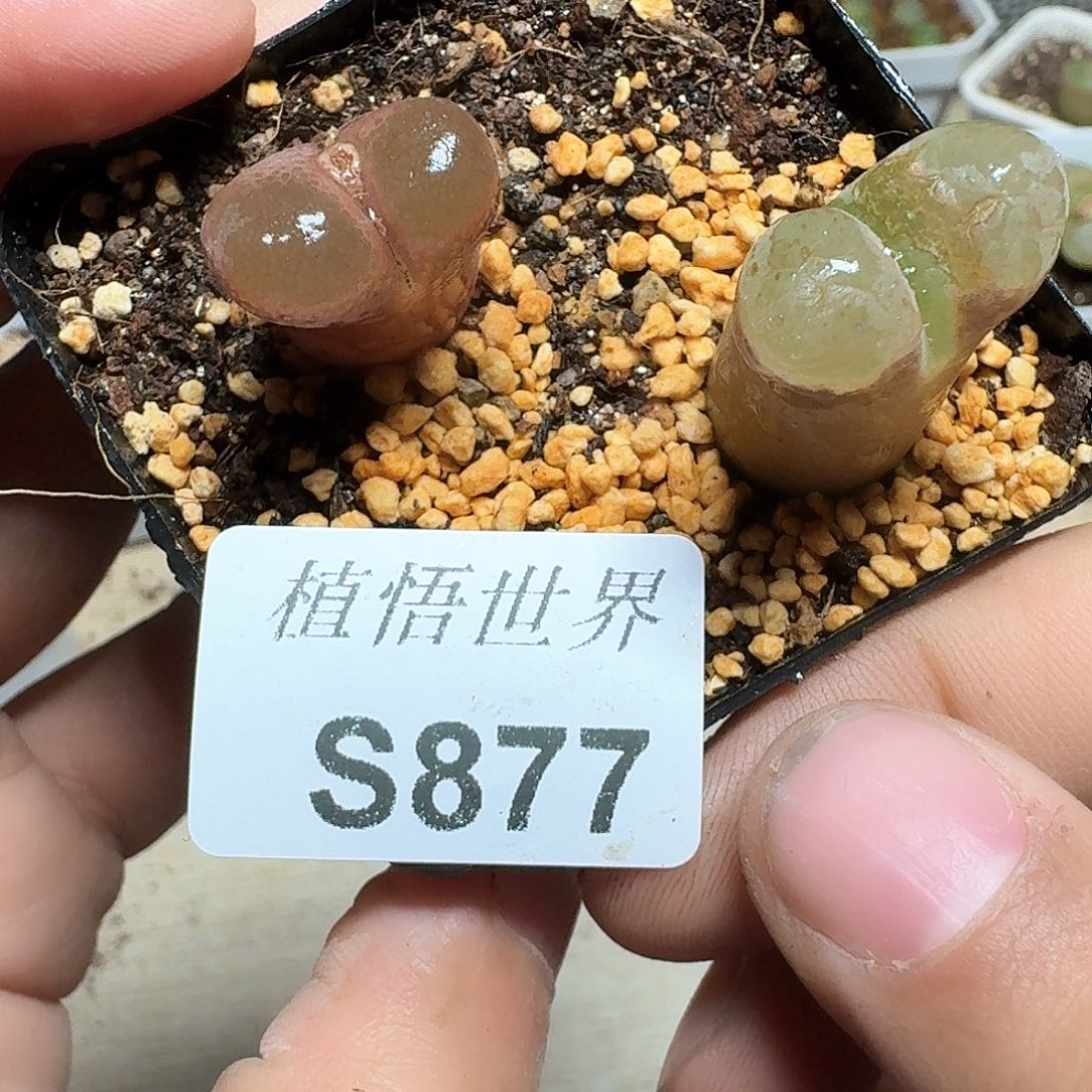 877号多肉植物哇f f