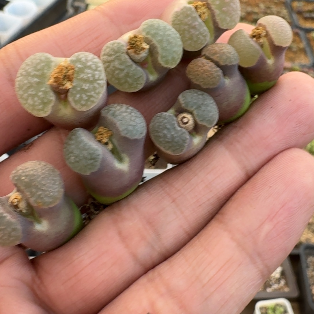 r***r云缦精品番杏29.8