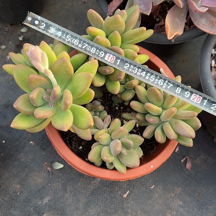 芒果奶825 多肉植物一物一拍